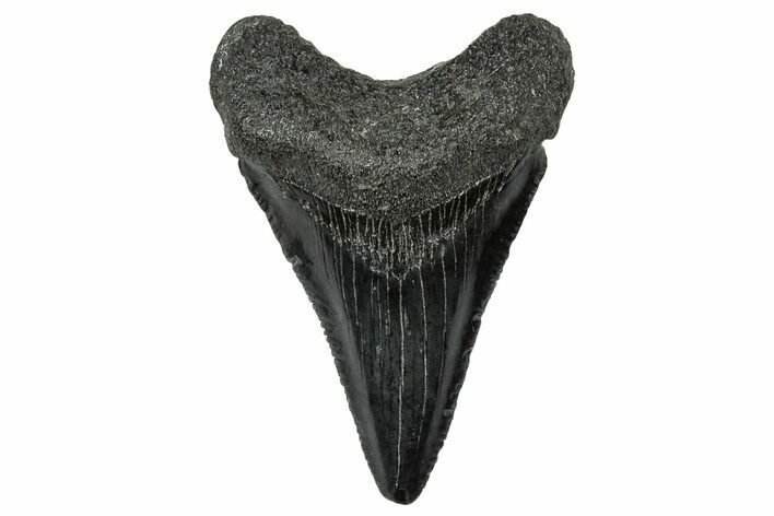 Serrated, Juvenile Megalodon Tooth - South Carolina #302154